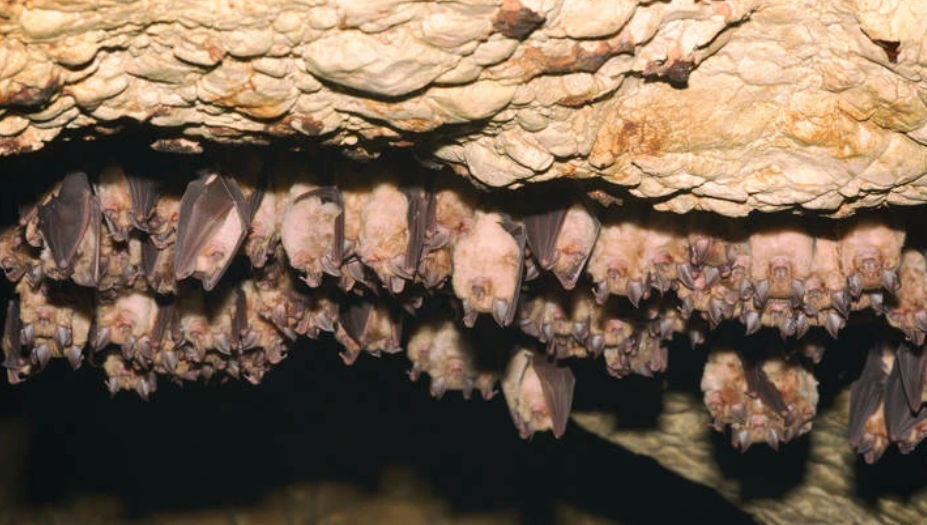 Τις σπηλιές των νυχτερίδων θέλει να ψάξει μέλος της ομάδας του ΠΟΥ στην Κίνα