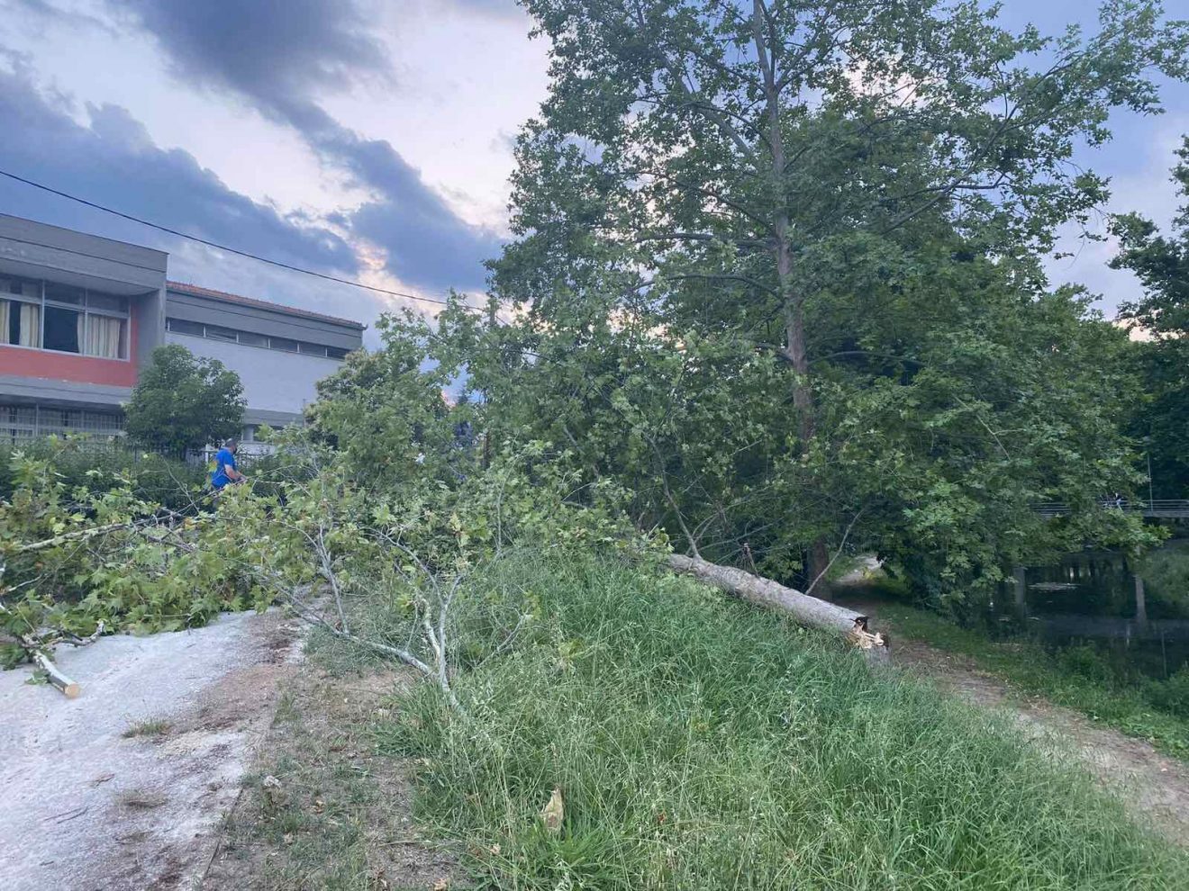 Ο αέρας ξερίζωσε δέντρο στις όχθες του Ληθαίου (φώτο)
