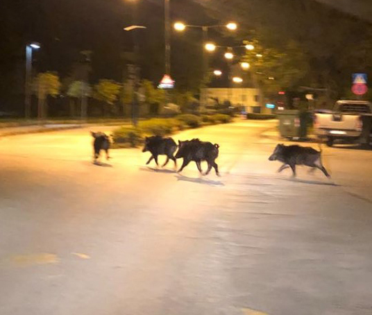 Εφιάλτης με… αγριογούρουνα στους δρόμους των Τρικάλων