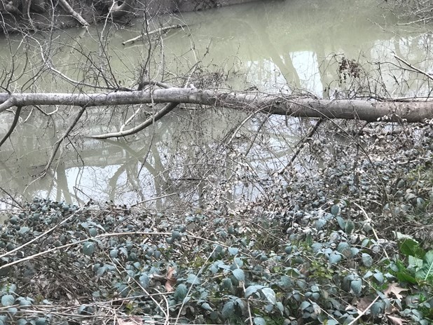 Γέμισε πεσμένα δέντρα ο Πηνειός στην Λάρισα