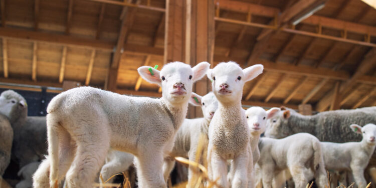 Λαρισαίοι κτηνοτρόφοι: Σφάζουν αιγοπρόβατα επειδή δεν μπορούν να τα ταΐσουν