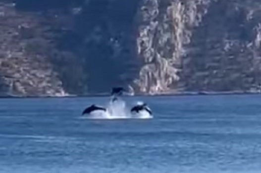 Δελφίνια: Δίνουν παράσταση σε λουόμενους στη Φωκίδα