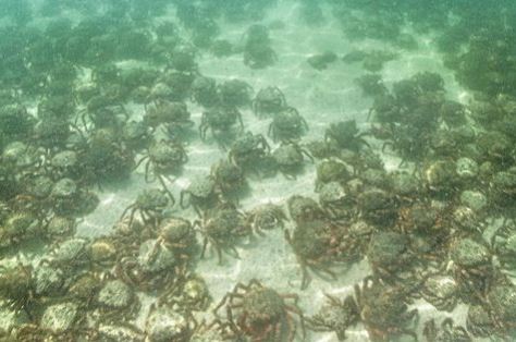 Κορνουάλη: Τρόμος σε παραλία – Εμφανίστηκαν χιλιάδες δηλητηριώδη καβούρια – αράχνες