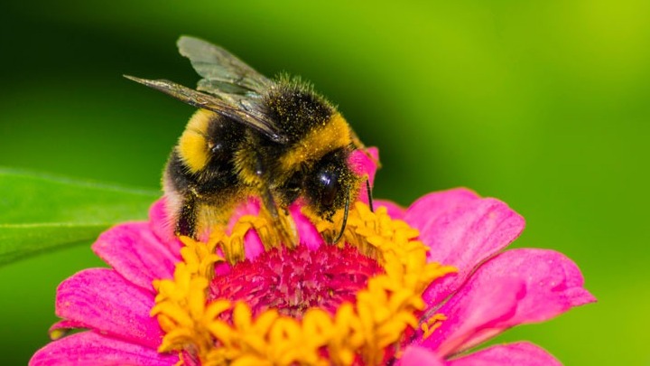Κόκκαλης σε Γεωργαντά: Απειλείται με κατάρρευση ο μελισσοκομικός κλάδος