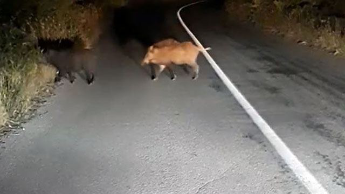 Έπεσε με το όχημά του πάνω σε αγριογούρουνα στην ε.ο. Τρικάλων-Λάρισας