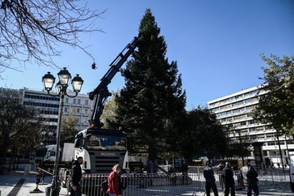 Έλατο 21 μέτρων από το Καρπενήσι το χριστουγεννιάτικο δέντρο στο Σύνταγμα – Ζυγίζει 6 τόνους