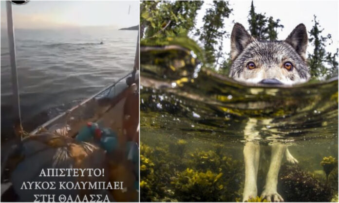 Πρωτοφανές περιστατικό στον Παγασητικό: Εμφανίστηκε λύκος να κολυμπά στη θάλασσα! (video)