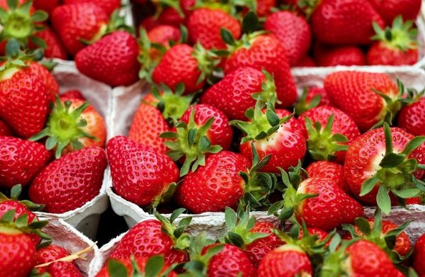 Greek fruit exports: Good tidings for Strawberry Season – Orange and Tangerine Recovery