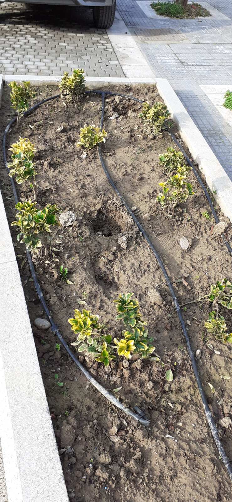 Αφαίρεσαν φυτά από παρτέρια στην οδό Ιουστινιανού