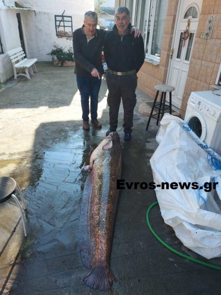 Εβρος: Επιασε στον ποταμό με καλάμι γουλιανό μήκους 2 μέτρων και βάρους 50 κιλών