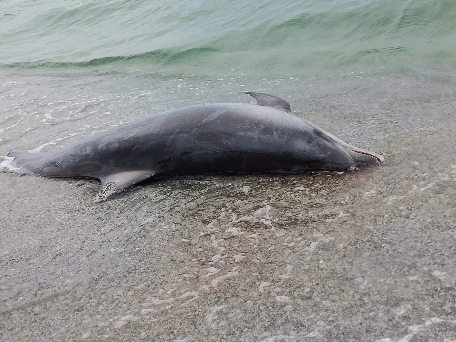 Νεκρό δελφίνι ξεβράστηκε στον Αγιόκαμπο - ΦΩΤΟ