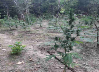 Εξαρθρώθηκε μεγάλη χασισοφυτεία στα Μετέωρα (ΦΩΤΟ)