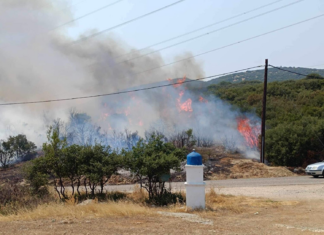 Πυρκαγιά έξω από τα Φάρσαλα! (ΒΙΝΤΕΟ)