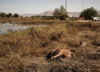 Υγειονομική “βόμβα” η περιοχή μας – Υποχωρούν τα νερά και αποκαλύπτονται νεκρά τρωκτικά, αλεπούδες, ακόμη και αγριογούρουνα