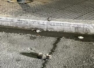 Ποντίκια στο κέντρο της Λάρισας (ΦΩΤΟ)