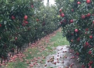 Αγιά Λάρισας: Η κλιματική αλλαγή φέρνει νέες ασθένειες στα φυτά (video)
