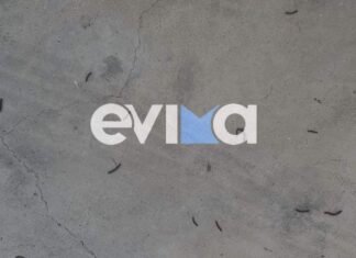 «Επέλαση» σκουληκιών στην Εύβοια – Δείτε φωτογραφίες