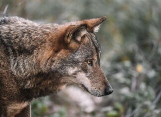Λύκοι… χαζεύουν αγρότη στον Πτελεό Μαγνησίας (βίντεο)