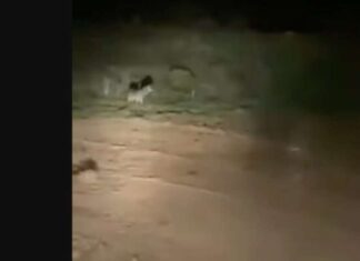 Τρεις λύκοι …χαζεύουν αγρότη στο χωράφι του (video)