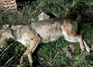 ΔΟΛΟΦΟΝΟΣ ΠΕΤΑΕΙ ΦΟΛΕΣ ΣΕ ΔΕΣΠΟΖΟΜΕΝΑ ΖΩΑ ΣΤΗ ΝΕΑ ΠΟΛΙΤΕΙΑ ΛΑΡΙΣΑΣ