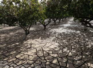 Έπεσαν λεφτά με τις αποζημιώσεις άλλα όχι σε όλους τους αγρότες