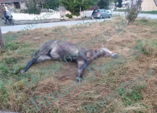 Βρέθηκε άλογο νεκρό μέσα σε πάρκο στον Τύρναβο – Ήταν δεμένο σε κολώνα