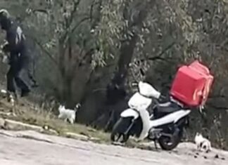 Όσο υπάρχουν άνθρωποι: Διανομέας περνάει κάθε μέρα από το ίδιο σημείο για να ταΐσει αδέσποτα γατάκια (video)