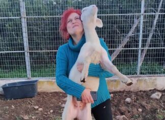 Λάρισα: Τι απέγινε η “Nuby”, το αδέσποτο …αρνάκι που είχαν βρει φιλόζωοι εθελοντές