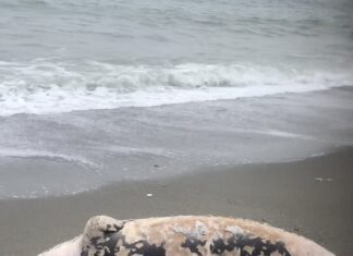 Δυσάρεστο θέαμα σε παραλία της Λάρισας με νεκρή φώκια – ΦΩΤΟ