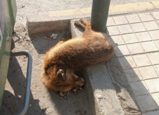 Νεκρή αλεπού βρέθηκε δίπλα στα σκουπίδια στην Παραλιακή