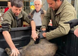 Καλαμάτα: Αγριογούρουνο κυκλοφορούσε ξημερώματα στο κέντρο πόλης