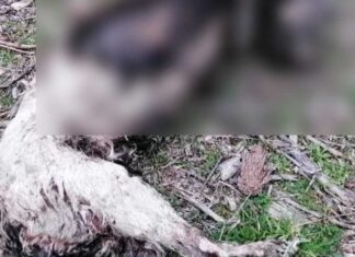 Καβάλα: Ακρωτηρίασαν και έκαψαν σκύλο