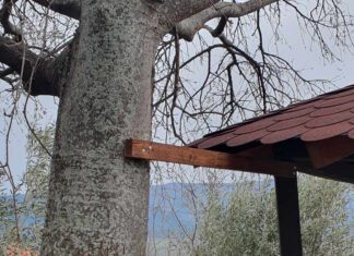 Λάρισα: Στήριξαν κιόσκι σε δέντρο στην Αγιά!!!