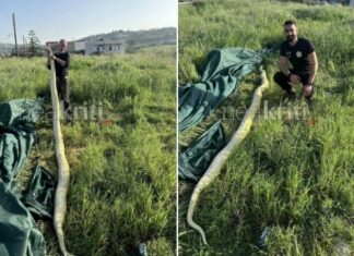 Κρήτη: Βρήκαν γιγάντιο πύθωνα σε χωράφι