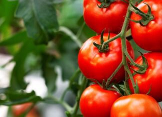 Στροφή πρέπει να κάνουμε σε κηπευτικά και δενδρώδεις λένε οι Ολλανδοί για την περιοχή μας μετά τις πλημμύρες