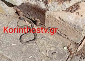 Κόρινθος: Φίδι έκοβε βόλτες έξω από το Δικαστικό Μέγαρο – Δείτε βίντεο