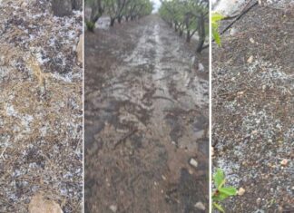 Χαλάζι χτύπησε καλλιέργειες στον Τύρναβο (ΦΩΤΟ)