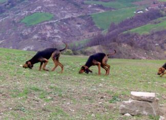 Τέμπη: Εκπαιδευμένα σκυλιά στο ιδιωτικό οικόπεδο που μεταφέρθηκαν τα μπάζα