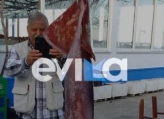 Εύβοια: Ιδιοκτήτης ψαροταβέρνας έπιασε τεράστιο καλαμάρι βάρους 15 κιλών