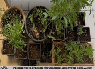 ΔΥΟ ΣΥΛΛΗΨΕΙΣ ΣΕ ΧΩΡΙΟ ΤΟΥ ΔΗΜΟΥ ΤΕΜΠΩΝ ΓΙΑ ΧΑΣΙΣ, ΧΑΠΙΑ ΚΑΙ ΦΥΤΑ ΚΑΝΝΑΒΗΣ