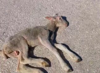 Πέταξαν αρνάκι λίγων ημερών στον δρόμο επειδή ήταν άρρωστο