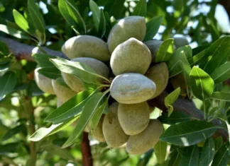 Τα νέα δεδομένα για τα παθογόνα της Αμυγδαλιάς – Εσπερίδα στο Συκούριο του Δήμου Τεμπών