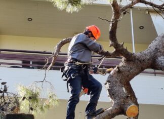 Κλείνει η Παναγούλη στη Λάρισα λόγω κοπής δέντρων – Σε ποιο σημείο και πότε