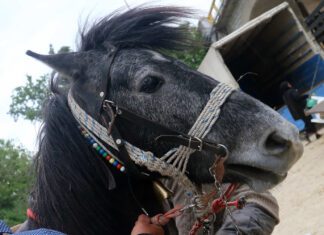 Τίτλοι τέλους για το γομαροπάζαρο στον Τύρναβο