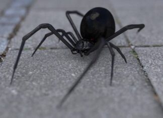 Τσίμπημα από αράχνη «μαύρη χήρα» δέχθηκε 35χρονος στη Λευκάδα