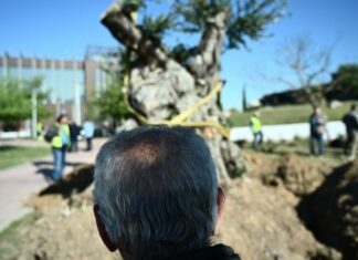 Βάση δεδομένων για ιστορικά δέντρα