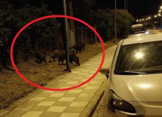 ΛΑΡΙΣΑ: Νυχτερινή τσάρκα για αγριογούρουνα απέναντι από το ΓΝΛ (ΦΩΤΟ)