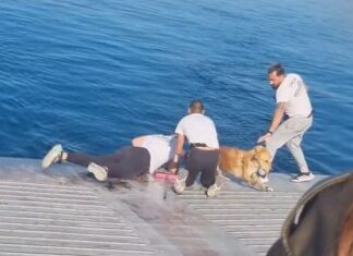 Το πλήρωμα φέρι μποτ σώζει σκύλο που είχε πέσει στη θάλασσα στη Σαλαμίνα – Δείτε βίντεο