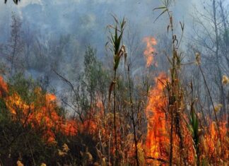 Συναγερμός για πυρκαγιά στην Αγία Τριάδα Βοιωτίας – Στη μάχη της κατάσβεσης και εναέρια μέσα