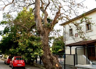 Λάρισα: Η επισήμανση ενός πολίτη για ένα πλάτανο σάπιο, οδήγησε σε μια… απίστευτη διαπίστωση στην Αγιά !!!
